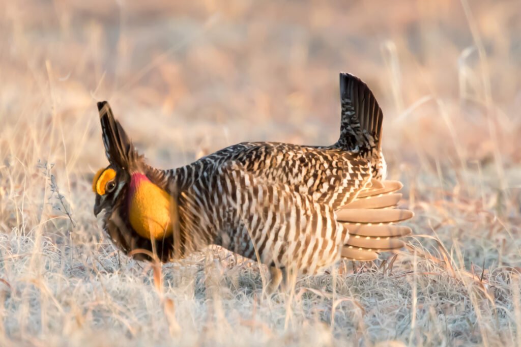 A male Greater Prairie-Chicken displays its vibrant orange neck sacs and raised tail feathers during a mating ritual in a grassy field, Kitzmiller Ranch, Wray, Colorado