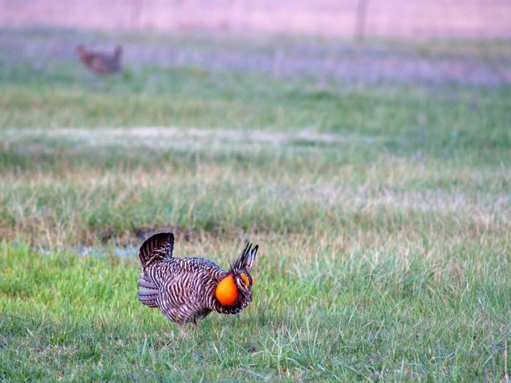 A greater prairie-chicken with inflated orange air sacs stands in a grassy field during mating season.